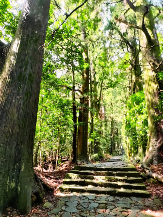 大門坂の木々