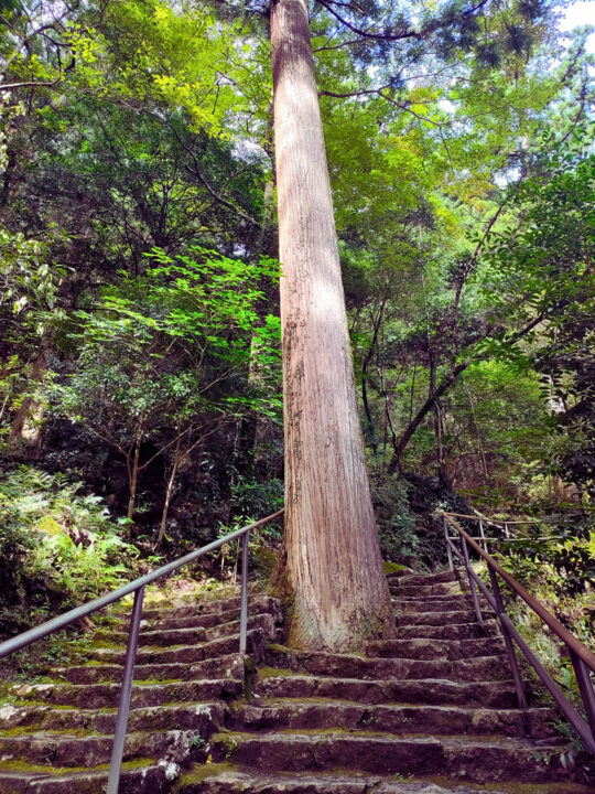 飛瀧神社の古木
