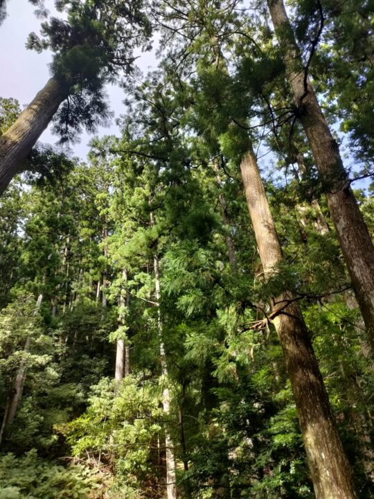 飛瀧神社・那智の滝に至る参道