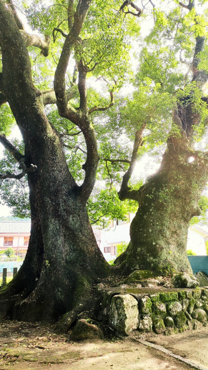 熊野三所大神社の古木