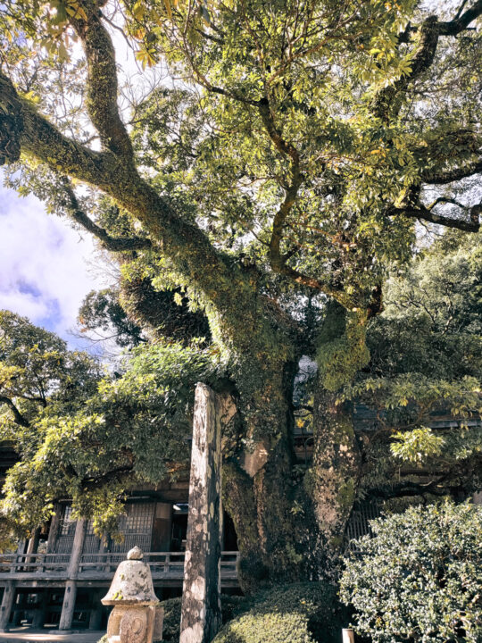 青岸渡寺境内の古木