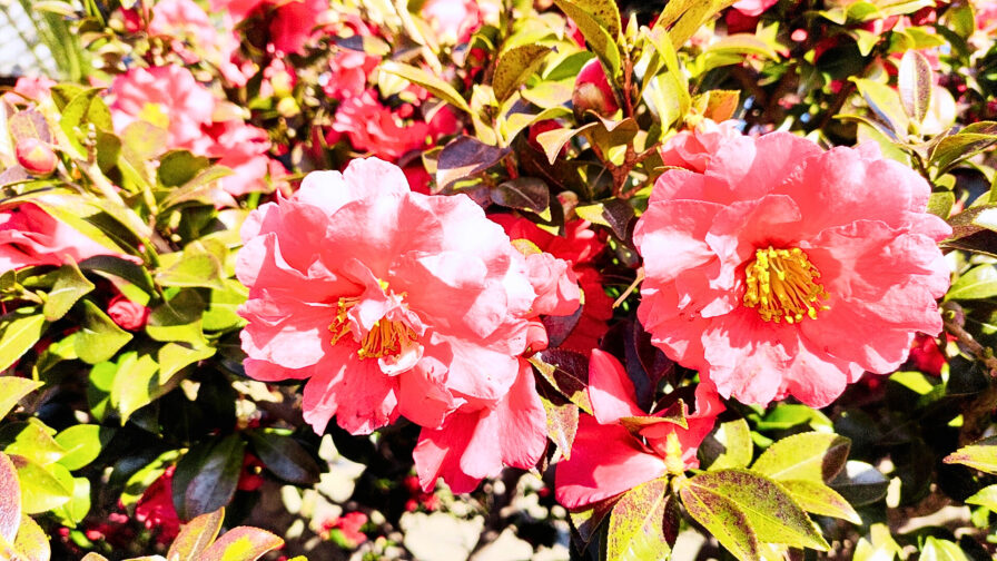 熊野三山の闘鶏神社の花